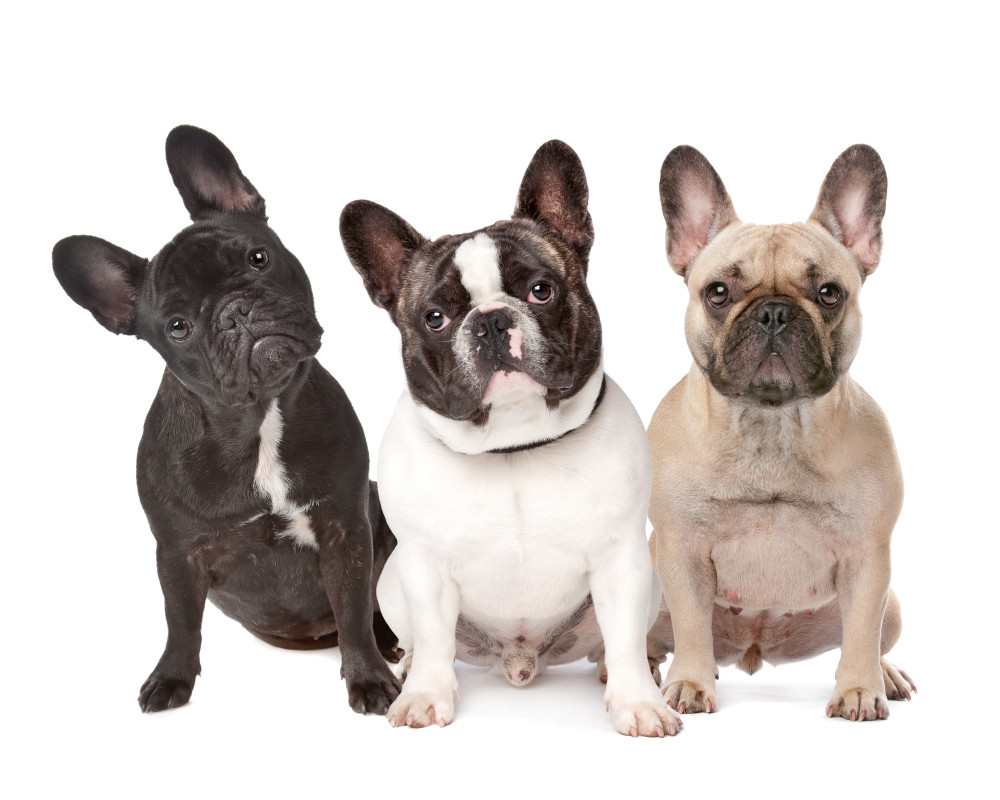 három francia bulldog, egy fekete, egy fehér, fekete maszkkal és egy bézs